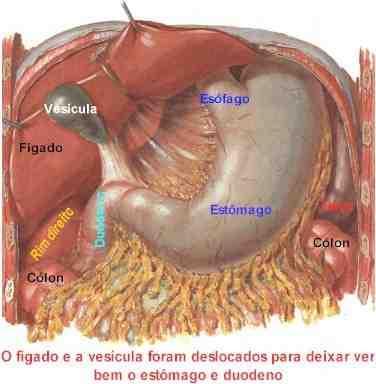 Digestão no estômago No estômago, os movimentos peristálticos misturam o bolo alimentar ao suco gástrico, produzido pelas glândulas da mucosa.