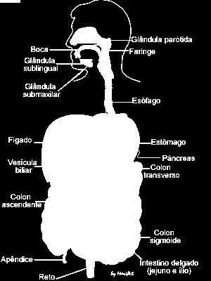 Isso facilita a ação das enzimas pancreáticas sobre os lipídios. Suco pancreático - É produzido pelo pâncreas.