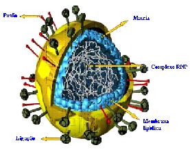 VSR - Características Pneumovírus RNA helicoidal com 2 tipos de cepas (A e B) Proteína F (fusão e formação do sincício) Altamente contagioso Manifesta-se em surtos anuais c o m i n t e r v a l o s r