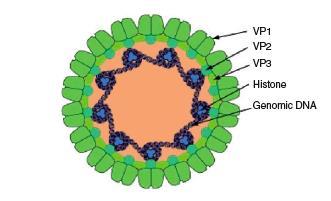BK-vírus Adquirido na infância Transmissão por via respiratória
