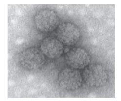 virus and JC virus in normal human tissues and in diseased tissues.