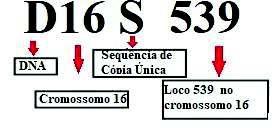 Figura 5. Ilustração do tamanho da unidade de repetição.