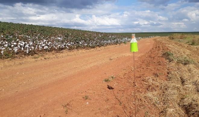 potencial produtivo e na fase de pré-aplicação de maturador. Observa-se que a carga se encontra no meio e ponteiro das plantas e perdas de baixeiro por apodrecimento.