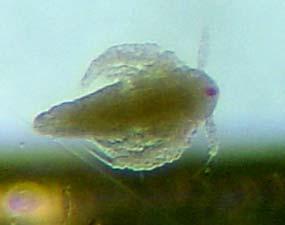 ARTEMIA sp.