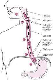 abertura da transição faringoesofágica ESOFÁGICA - Involuntária e insconsciente * transição