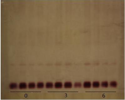 Na Tabela 4, para os resultados de vigor encontrados também para os testes de emergência e IVE, em relação ao armazenamento, observa-se que nas épocas 0 e 3 meses foram obtidos os maiores valores