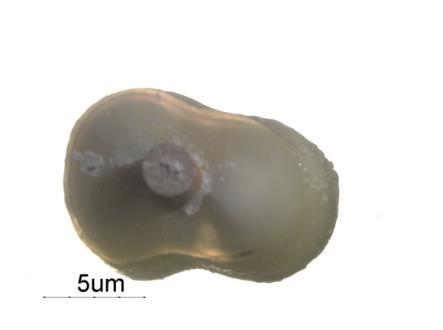 A maior parte das falhas foram do tipo adesivo (ver Figura 7A), ocorrendo entre o material e a dentina. Falhas deste tipo estão presentes em 288 das amostras (82.1%).