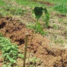 cobertura do solo e disponibilidade de recursos florais de forma escalonada pelos