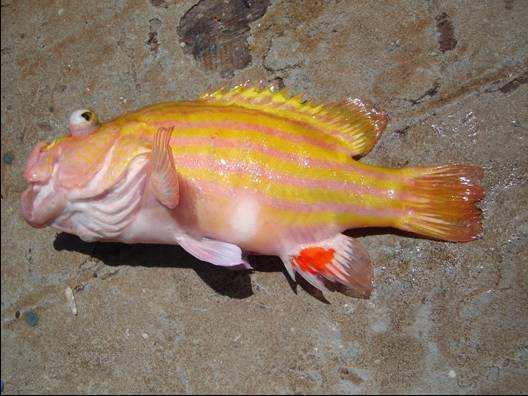 Figura 1. Exemplar de Spanishi flag (Gonioplectrus hispanus) capturado na costa de Pernambuco. Figura 2.