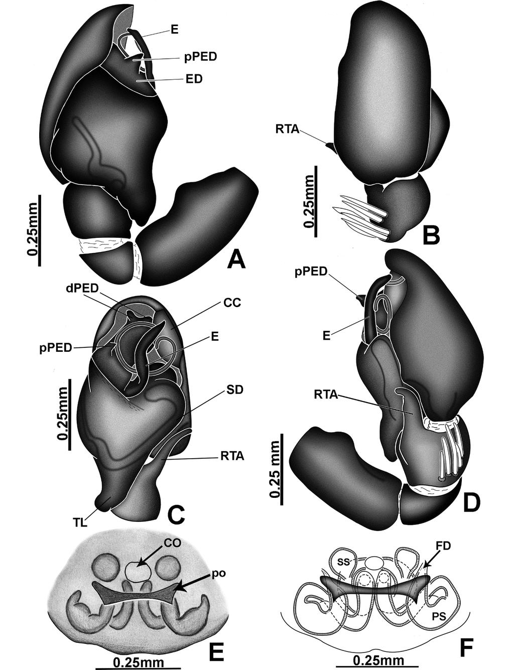 39 FIGURE 14. Amphidraus simplex sp. nov. A male palp, prolateral view; B same, dorsal view; C same, ventral view; D same, retrolateral view; E epigyne, ventral view; F Same, cleared, ventral view.