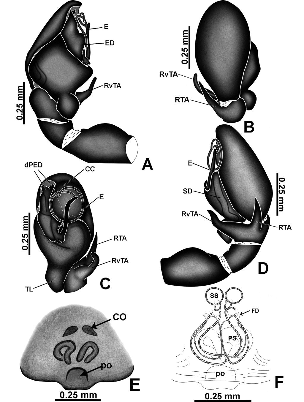 48 FIGURE 21. Amphidraus bifidus sp. nov. A male palp, prolateral view; B same, dorsal view; C same, ventral view; D same, retrolateral view; E epygine, ventral view; F Same, cleared, dorsal view.