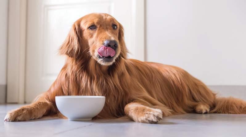 Diabetes mellitus canina e felina cães. Proteinúria, normalmente, é resultado de infecções do trato urinário ou glomerulopatia hipertensiva.