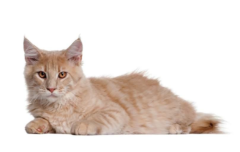 Manejo nutricional no gato diabético O manejo alimentar e a insulinoterapia são de suma importância no controle glicêmico em gatos diabéticos e estão relacionados com maiores índices de remissão.