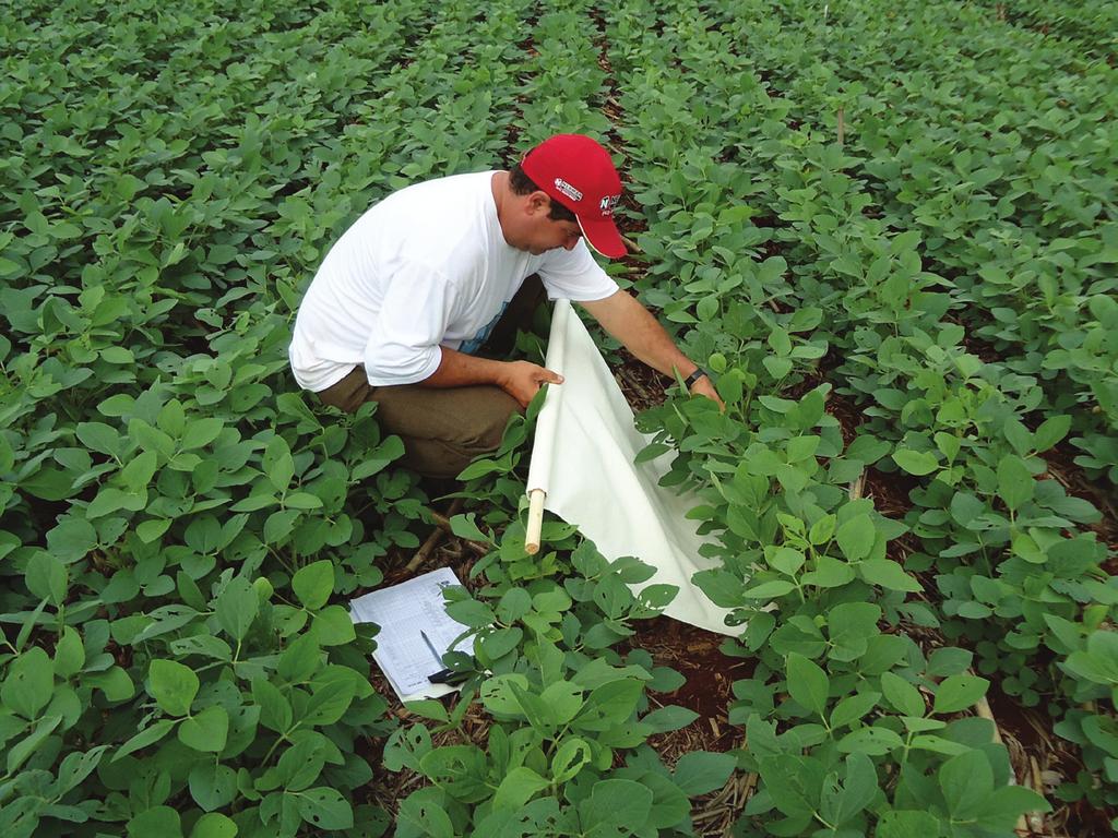 Resultados do Manejo Integrado de Pragas da Soja na Safra 2013/14 no Paraná Foto: F. T.