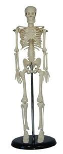 Esqueletos e Articulações CL-102 Esqueleto humano adulto com 85cm Modelo voltado ao ensino escolar e de profissionais da área médica; Movimento natural completo; Possui aparência amigável para