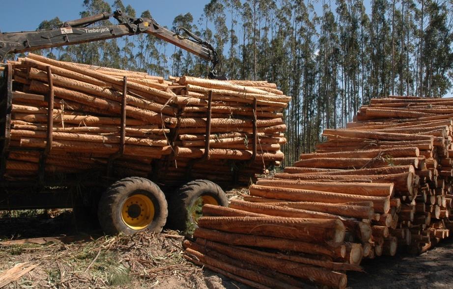 Regulamento da União Europeia sobre a Madeira e Produtos da Madeira (RUEM) Ponto de situação em Portugal (março de