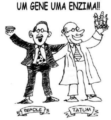 3. Considerando o postulado da Primeira Lei de Mendel (cada caráter hereditário é condicionado por um par de fatores que se separam na formação dos gametas e se recombinam ao acaso na fecundação) bem