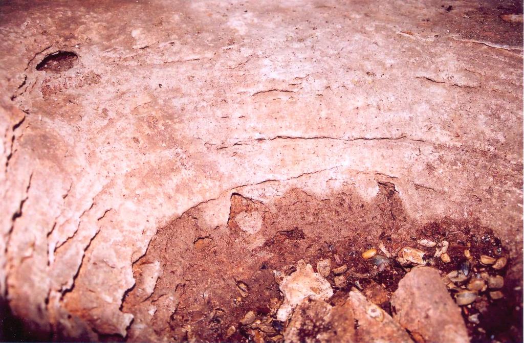fósseis do Pré-Cambriano - Toca do Opilião Figura 11 -