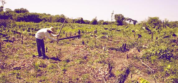 Os dois elementos interagem ecologicamente e são economicamente complementares, pois otimizam a produção do agricultor, com o uso mais eficiente dos recursos naturais e a diversificação de produção.