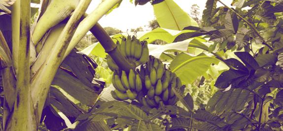 Desta forma, esse modelo de conversão agrícola também é uma grande oportunidade para mitigação das mudanças climáticas globais.