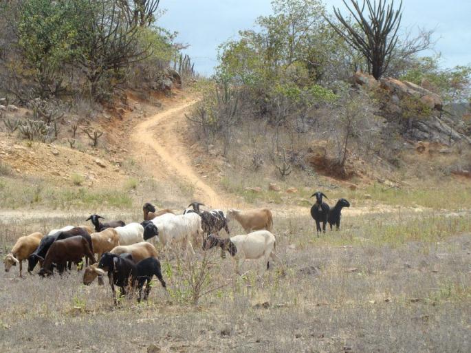 Sistemas de produção de Pequenos ruminantes no Semiárido Sistemas Integrados Sistemas de Manejo-Agrossilvipastoril Manejo do Componente Pecuário Prioriza-se a criação de pequenos ruminantes