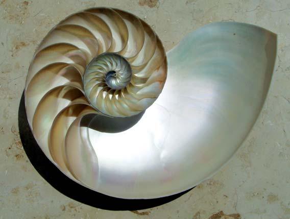 A espiral pitagórica é uma representação geométrica que se aproxima do for mato de um caracol e é conhecida pelos gregos há mais de 2300 anos.