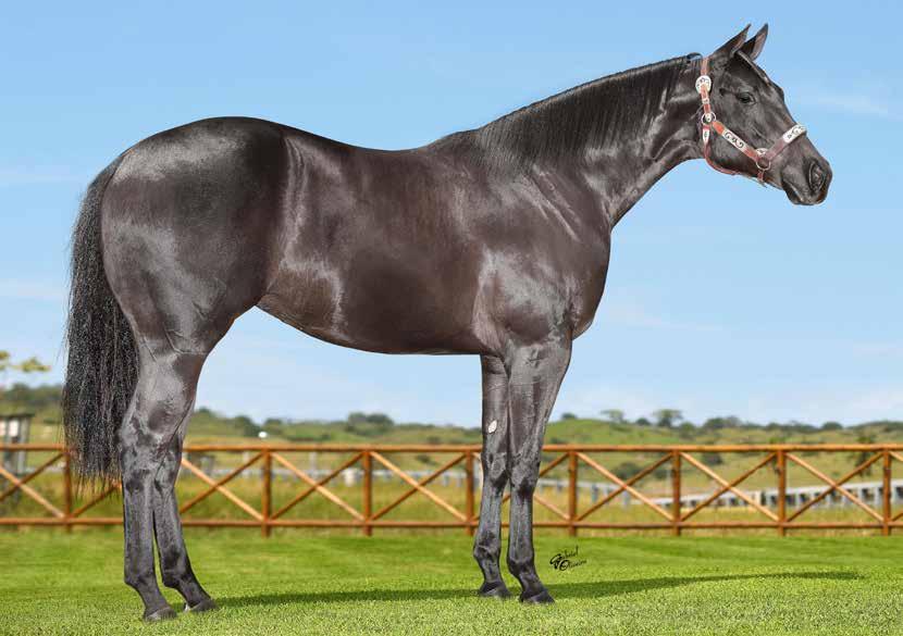 HFJ BELEZA FIT FÊMEA PRETO 03/07/17 Haras Fábio José 11 UMA DAS MAIS BELAS FILHAS DO EM NOSSO LEILÃO FIRST DOWN DASH SHADY APOLO BARS RONALD DA ER FIRST PRIZE ROSE DONADANOITE HJS ETERNAL RED HOBO ON