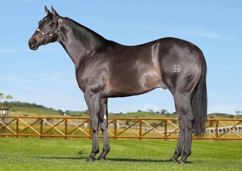 HFJ BRUTAL FIT MACHO ZAINO 02/09/17 Haras Fábio José 24 *, o nosso Produtor de Resultados. Importado. Ganhador e produtor em Corrida nos Estados Unidos e no Brasil.