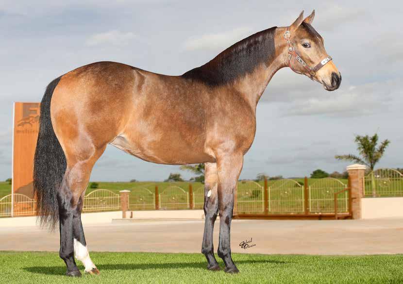 HFJ BRAVURA JECK FÊMEA BAIO 20/10/17 Haras Fábio José 34 *HOLLAND JECK, um dos mais premiados cavalos de Vaquejada de todos os tempos, apelidado de o Rei das Pistas.