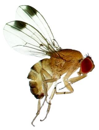Drosófila-da-asa-manchada (Drosophila suzukii M.
