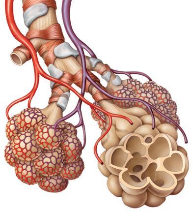 O que é o sistema respiratório? O sistema respiratório é constituído por: Os bronquíolos terminam em alvéolos pulmonares.