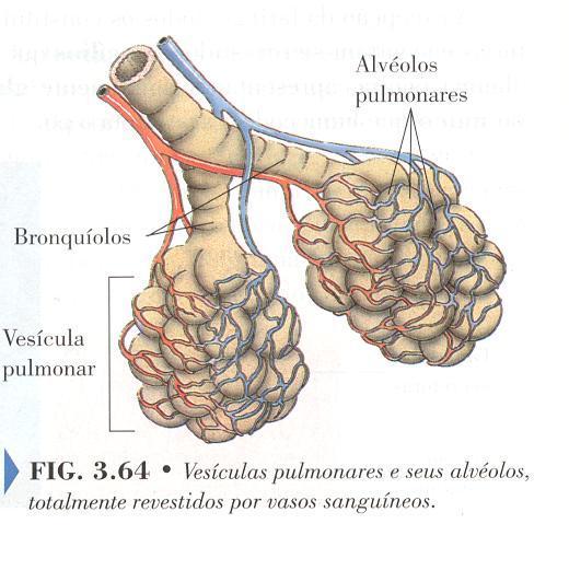 O que é o sistema respiratório?