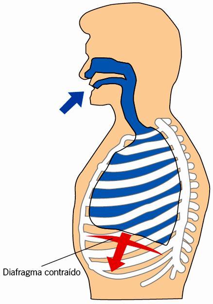 Como funciona o sistema respiratório? O sistema respiratório é responsável pela ventilação pulmonar. Inspiração O diafragma contrai-se e desloca-se para baixo.