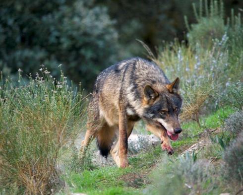 Tartaranhão-caçador Lobo Gato-bravo Relativamente à FLORA, para além da presença de urzes (Erica sp.