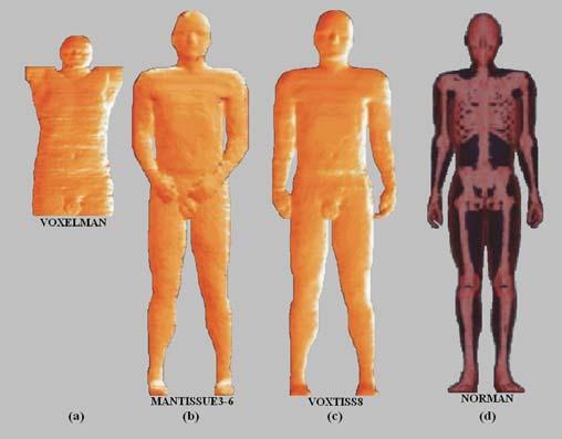 Vê-se então que o fantoma de voxels representa um corpo humano real e sua estrutura permite determinar distribuições de dose até mesmo ao nível de órgão ou tecido, o que se torna importante no caso