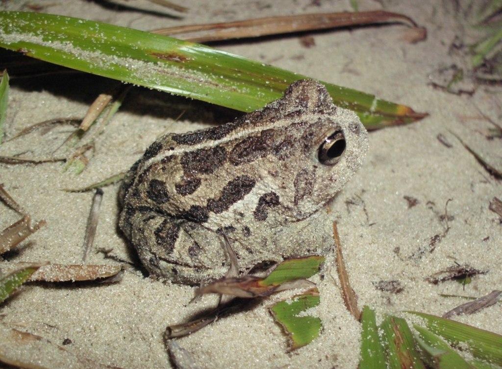 23 Figura 7 Odontophrynus maisuma, Parque Natural Municipal Tupancy, Arroio do Sal, Rio Grande do Sul. Foto: Camila C.