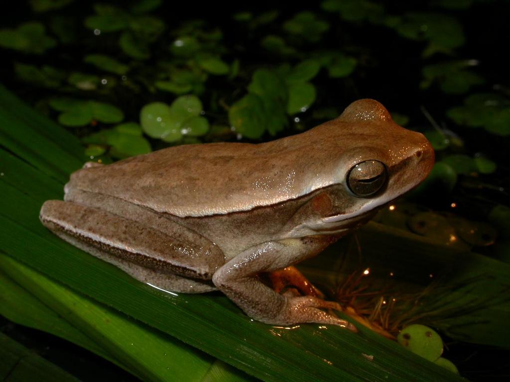 27 Figura 11 Hypsiboas pulchellus, Parque Estadual de Itapeva, Rio Grande do Sul. Foto: Márcio Borges-Martins.