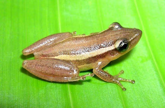 30 Figura 14 Scinax squalirostris, Parque Estadual de Itapeva.