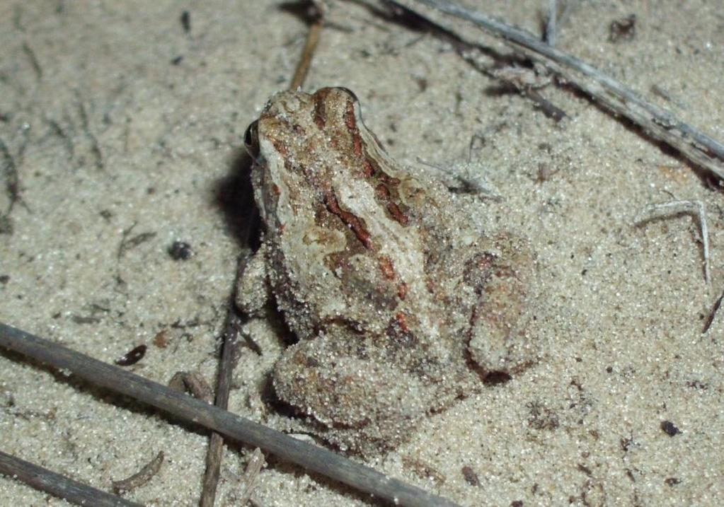 31 Figura 15 Physalaemus biligonigerus, Parque Natural Municipal Tupancy, Arroio do Sal, Rio Grande do Sul.