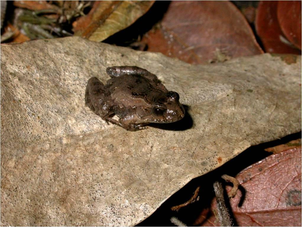 35 Figura 19 Pseudopaludicola falcipes, região da Lagoa do Casamento e Butiazais de Tapes, Rio Grande do Sul. Foto: Márcio Borges-Martins.