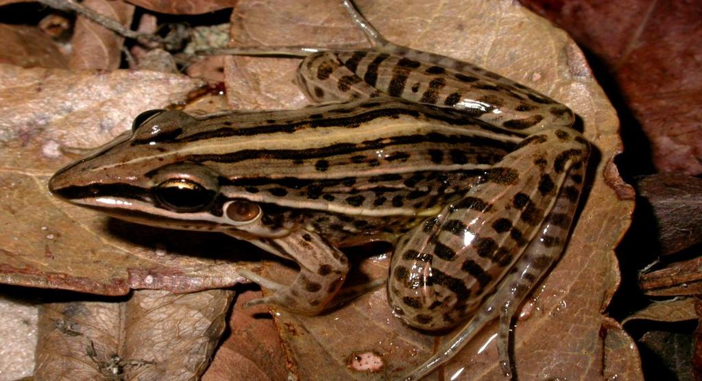 36 Figura 20 Leptodactylus gracilis, região da Lagoa do Casamento e Butiazais de Tapes, Rio Grande do Sul. Foto: Márcio Borges-Martins.