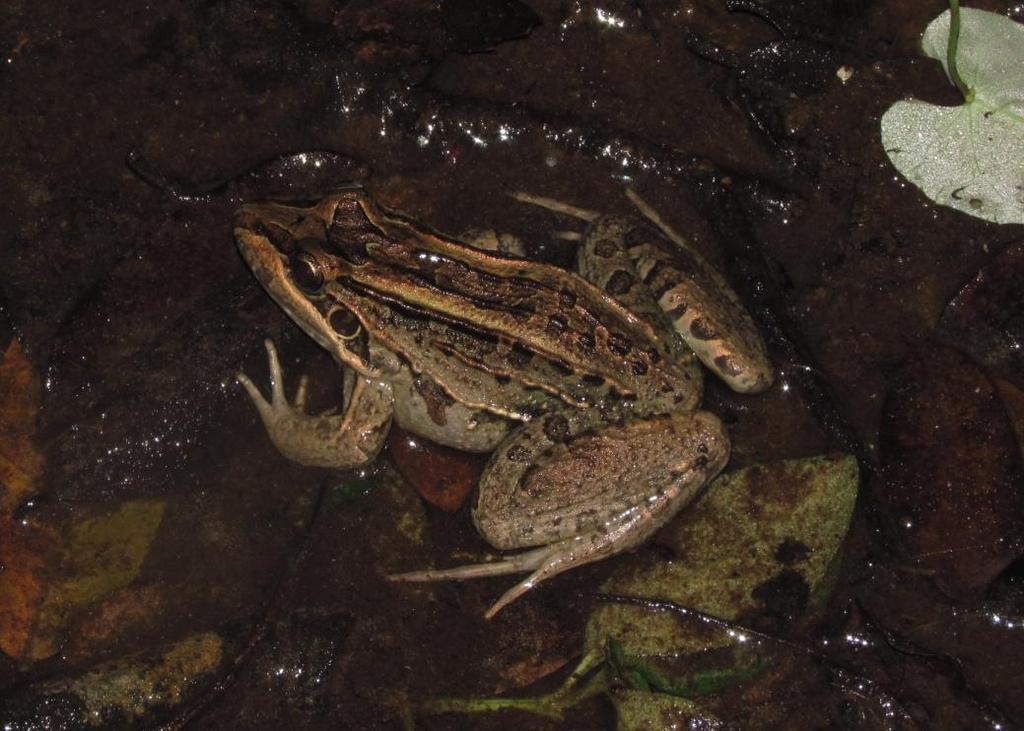 37 Figura 21 Leptodactylus latrans, Parque Natural Municipal Tupancy, Arroio do Sal, Rio Grande do Sul.