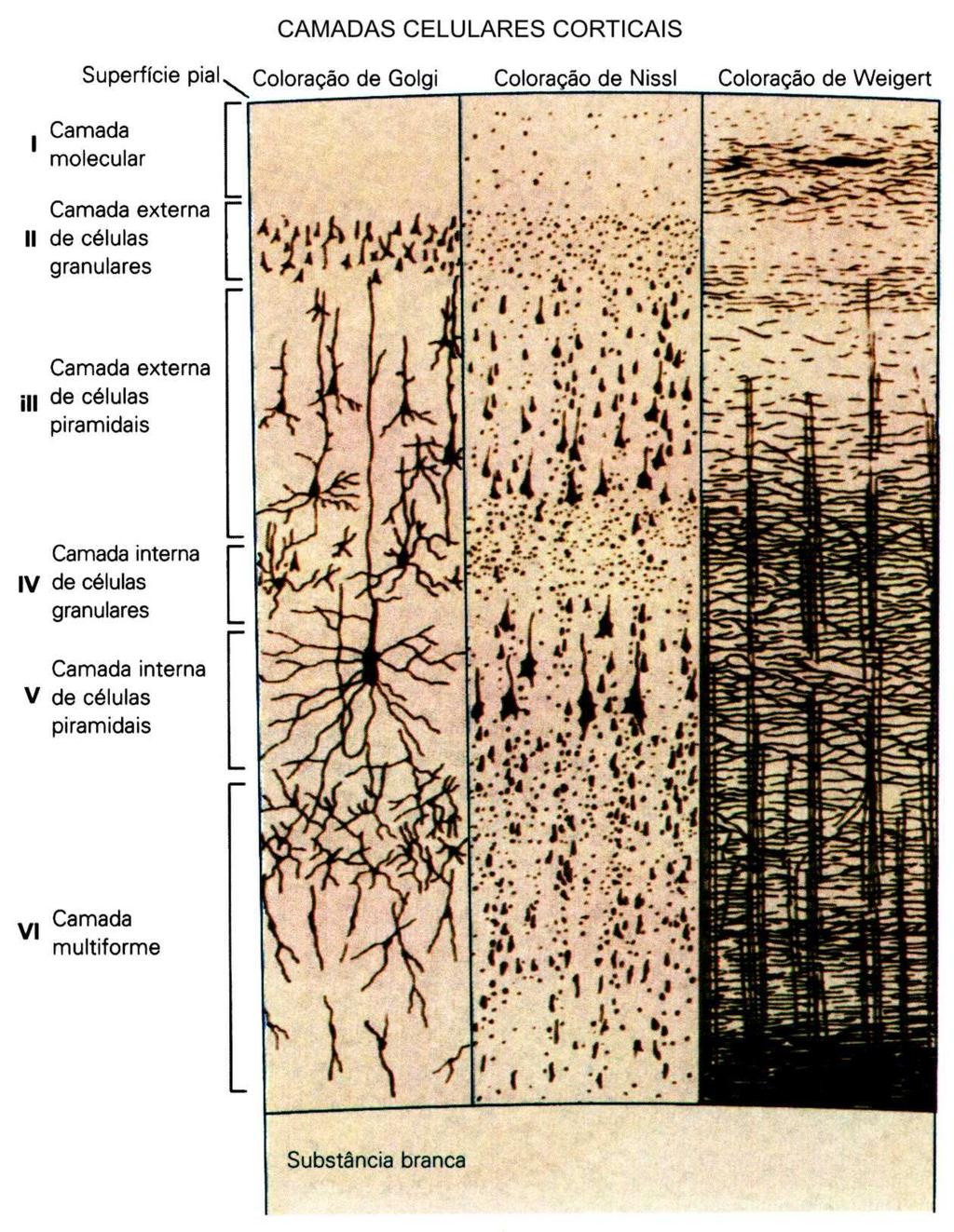 O córtex cerebral está organizado em 6 camadas, numeradas da superfície externa (pia-máter) para o centro branco medular: Camada I => chamada camada molecular (acelular); Camada II => camada externa