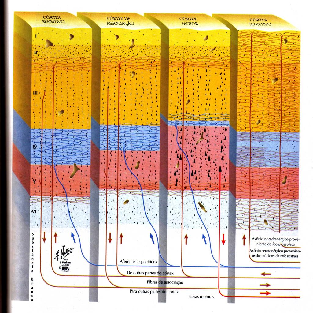Fibras e circuitos corticais: Podem ser fibras de associação ou de projeção. Fibras de projeção aferentes: talâmicas ou extratalâmicas.