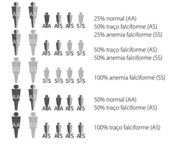 22 *caso suspeito Os resultados apresentados na Tabela 1 mostram que há uma frequência moderada de portadores do traço FAS e de Outras Hemoglobinopatias em relação ao estado de Minas Gerais.