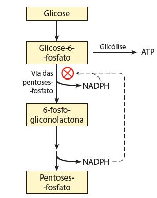 Regulação da Via das pentoses fosfato O destino da Glicose 6-P é determinado pelas necessidades (concentrações) de NADP/NADPH Célula usando NADPH em reduções biossintéticas NADP NADPH estimulo