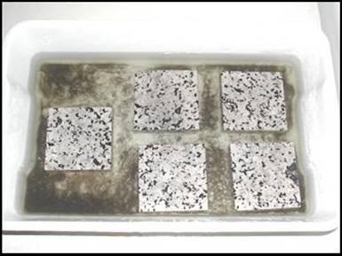 Figura VII.5: Corpos de prova de granito comercial Ás de Paus no ensaio de cristalização de sais por imersão total.