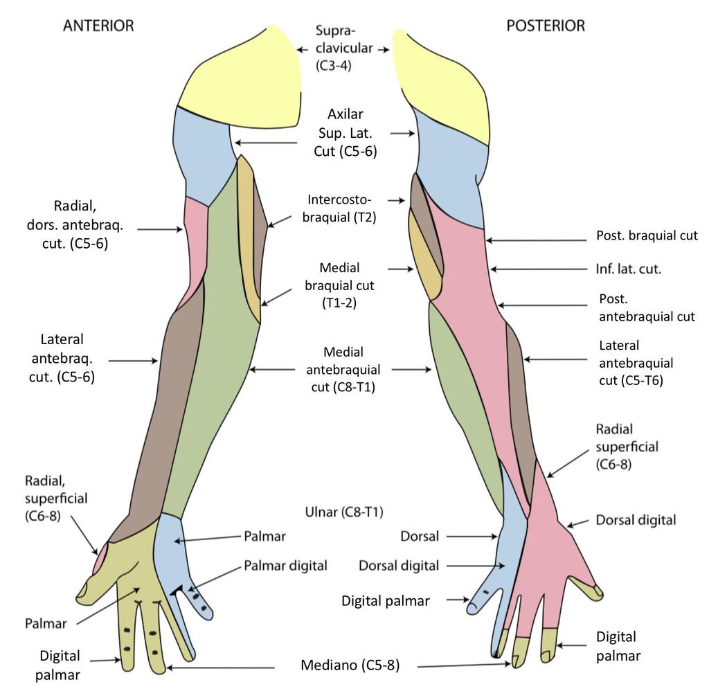 Figura 1. Inervação sensorial da extremidade superior. Fonte: Henry Vandyke Carter [Public domain], via Wikimedia Commons: https://upload.wikimedia.org/wikipedia/commons/d/de/gray812and814.png.