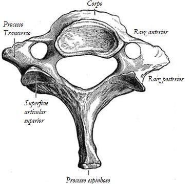 Figura 7. Anatomia da sétima vértebra cervical. Fonte: Henry Vandyke Carter [Public domain], via Wikimedia Commons: https://upload.wikimedia.org/wikipedia/commons/c/cf/gray89.png.