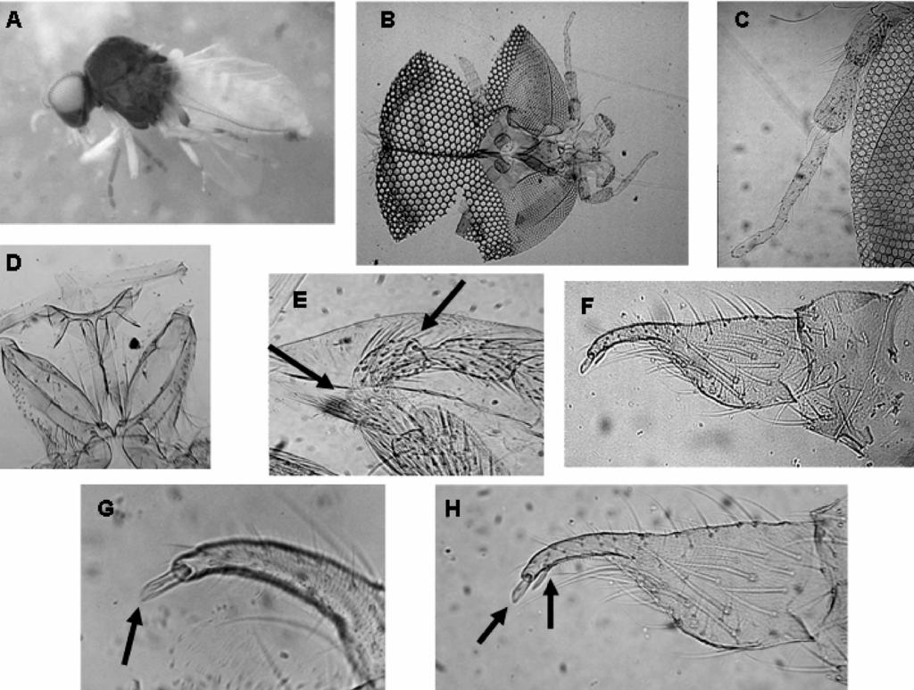 Figura 4 - Thyrsopelma jeteri sp.n. - macho: a. aspecto geral; b. antena, palpo e fronte; c. palpo maxilar; d. furcasterno; e. calcipala e pedisulco; f. basímero e distímero; g-h.